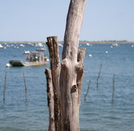 Le bassin d'Arcachon